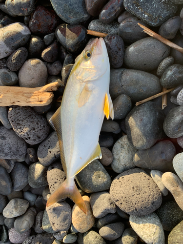 ショゴの釣果