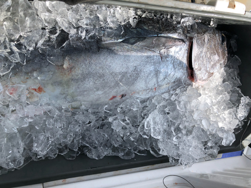 クロマグロの釣果