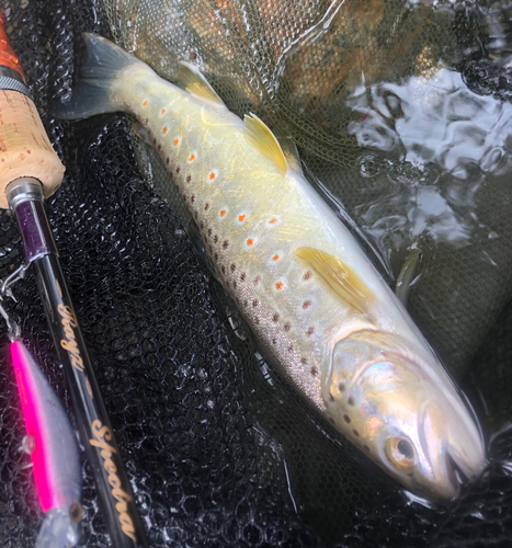 ブラウントラウトの釣果