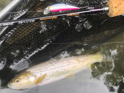 ブラウントラウトの釣果