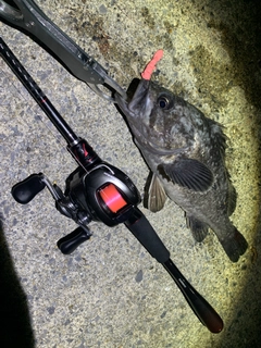 クロソイの釣果