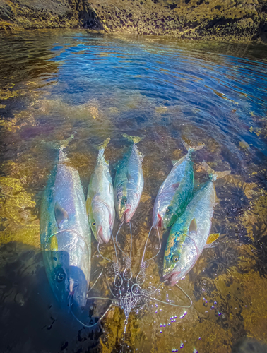 ワラサの釣果