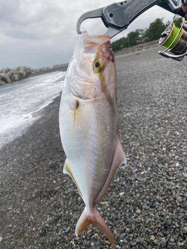 ショゴの釣果