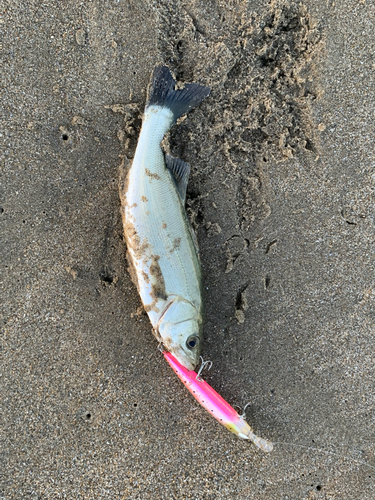 イシモチの釣果