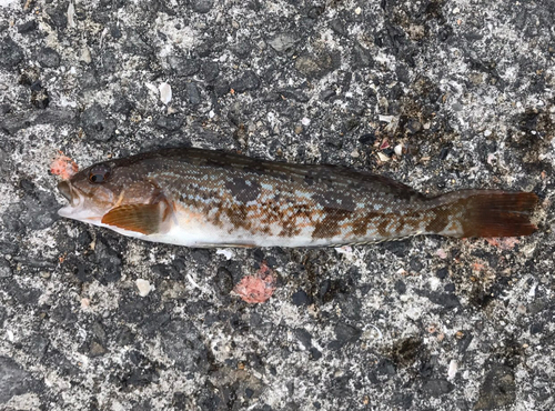 アイナメの釣果