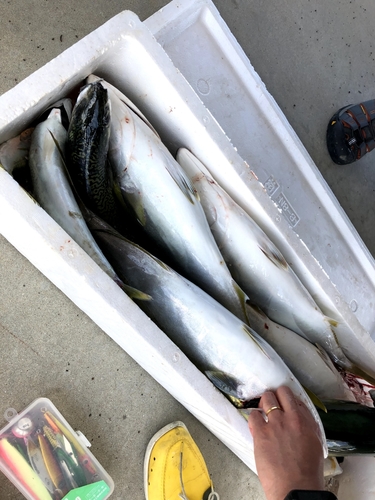 イナダの釣果