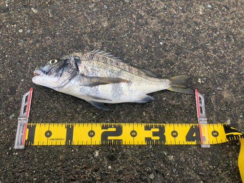 クロダイの釣果