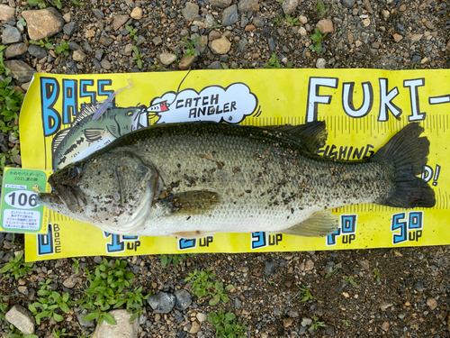 ブラックバスの釣果