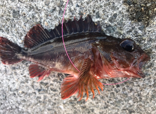 カサゴの釣果