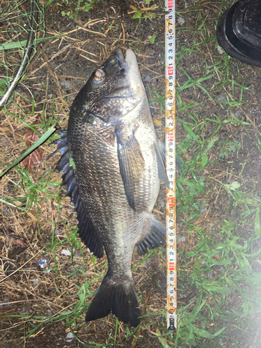 チヌの釣果