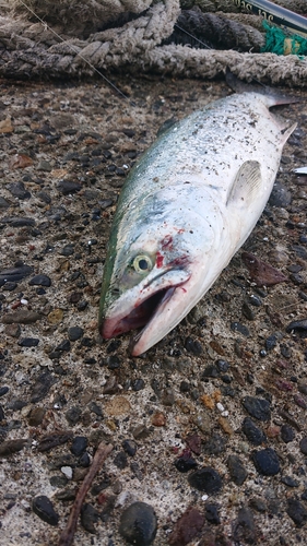 カラフトマスの釣果