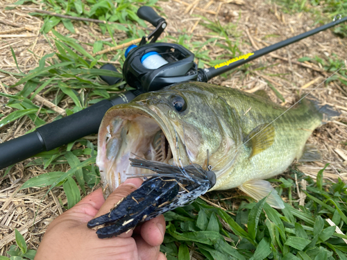 ブラックバスの釣果