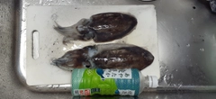 コウイカの釣果