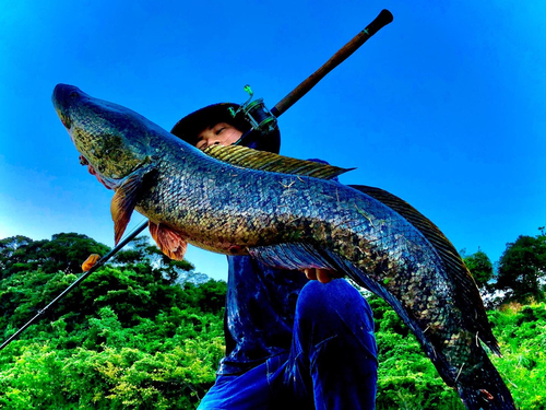 カムルチーの釣果