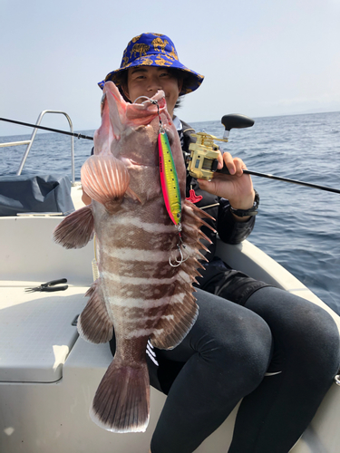 マハタの釣果