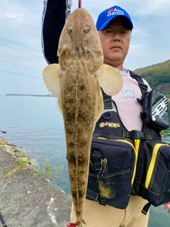 マゴチの釣果