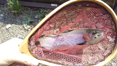 ニジマスの釣果