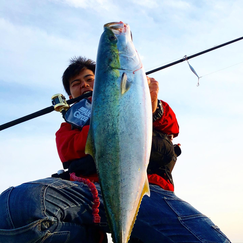 ブリの釣果