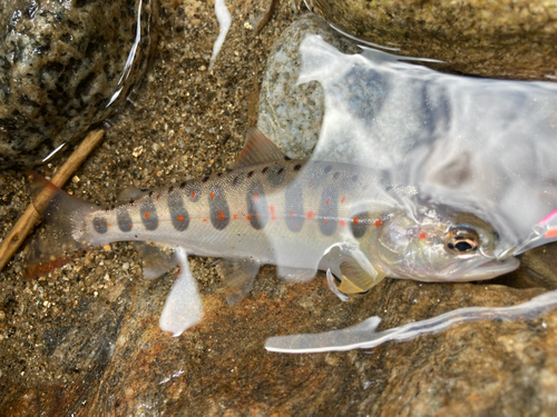 アマゴの釣果