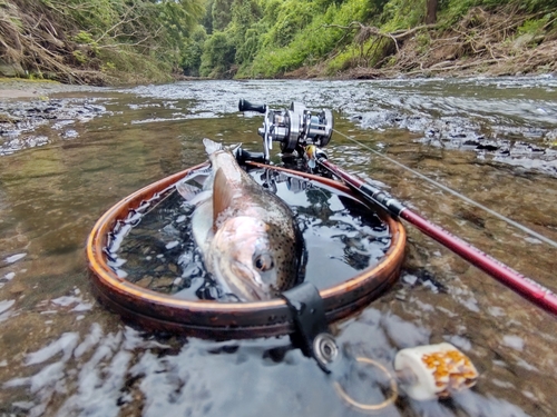 ニジマスの釣果