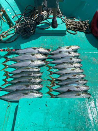 イナダの釣果