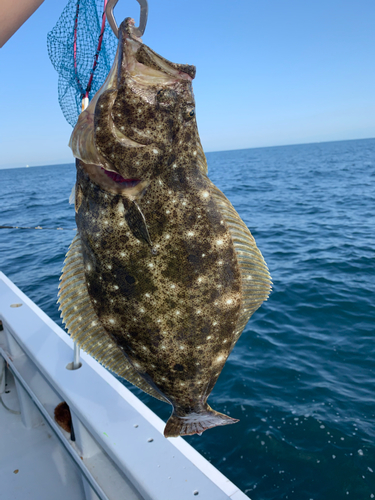 ヒラメの釣果