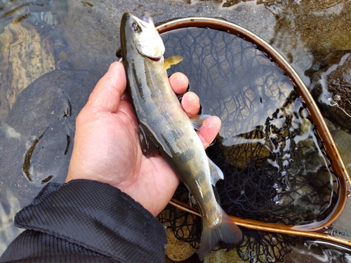 ヤマメの釣果