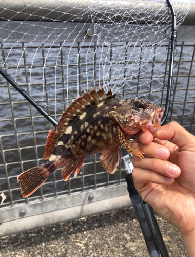 カサゴの釣果