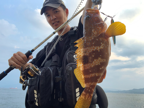 アコウの釣果