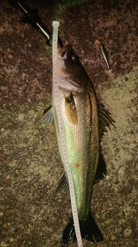 シーバスの釣果