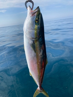 イナダの釣果