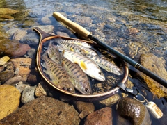 ヤマメの釣果