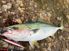 ハマチの釣果