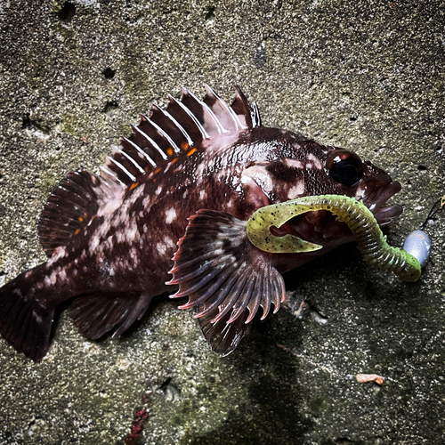 オウゴンムラソイの釣果