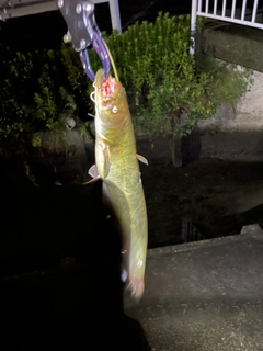 ナマズの釣果