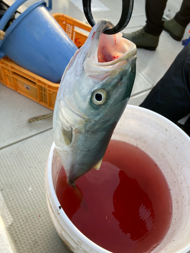 ハマチの釣果