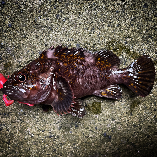 オウゴンムラソイの釣果