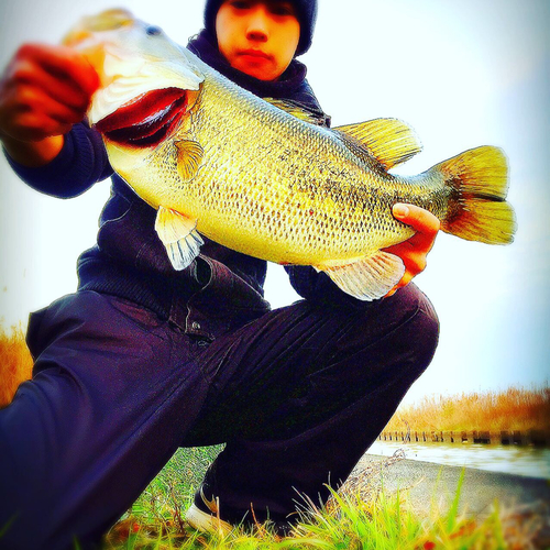 ブラックバスの釣果