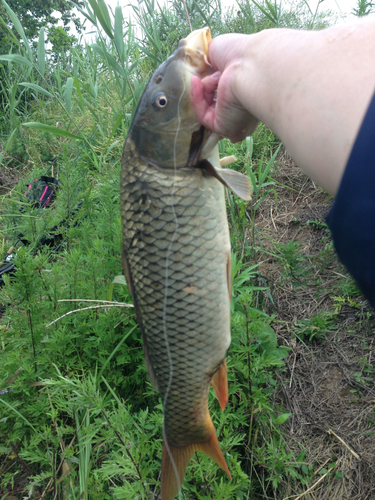 コイの釣果