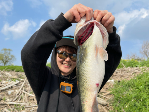 ブラックバスの釣果