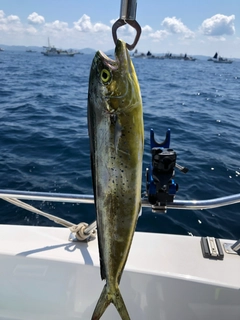 シイラの釣果