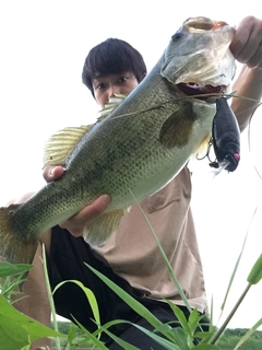 ブラックバスの釣果