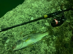 イシモチの釣果