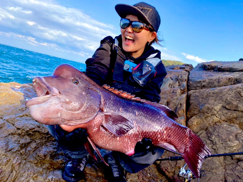 コブダイの釣果