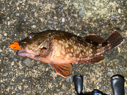 カサゴの釣果