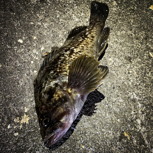 クロソイの釣果