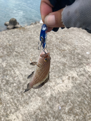 オオモンハタの釣果