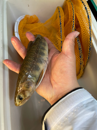 イワナの釣果