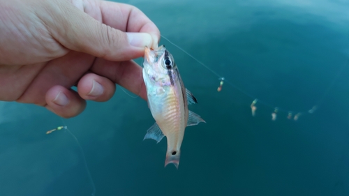 ネンブツダイの釣果