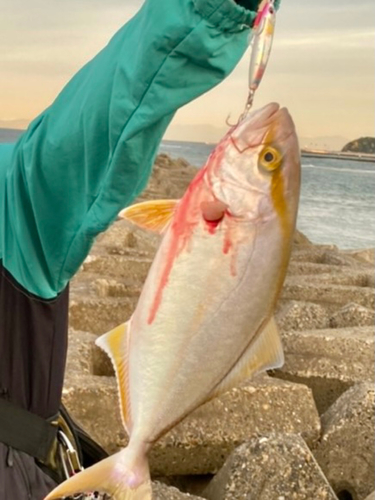 ショゴの釣果